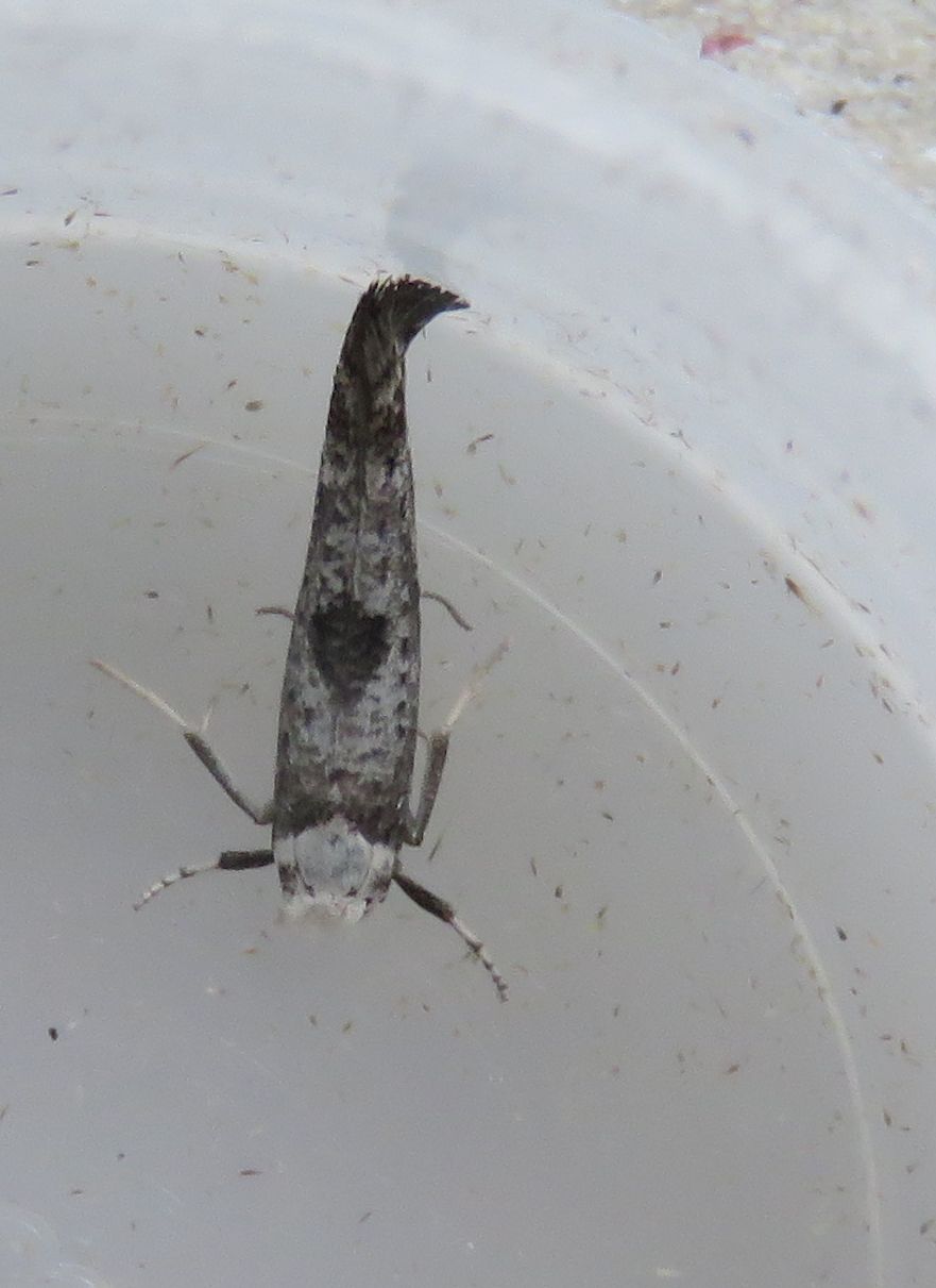  Paraswammerdamia albicapitella  